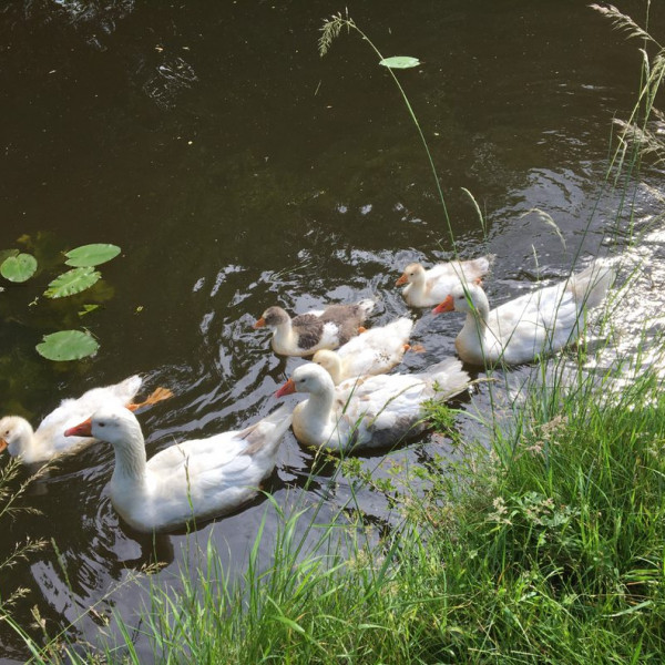 aylesbury-ducks