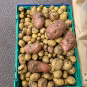 potatoes