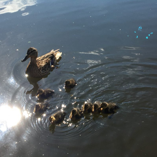 ducks-and-ducklings