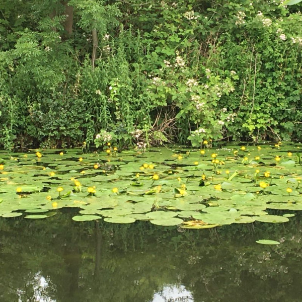 lilly-pads