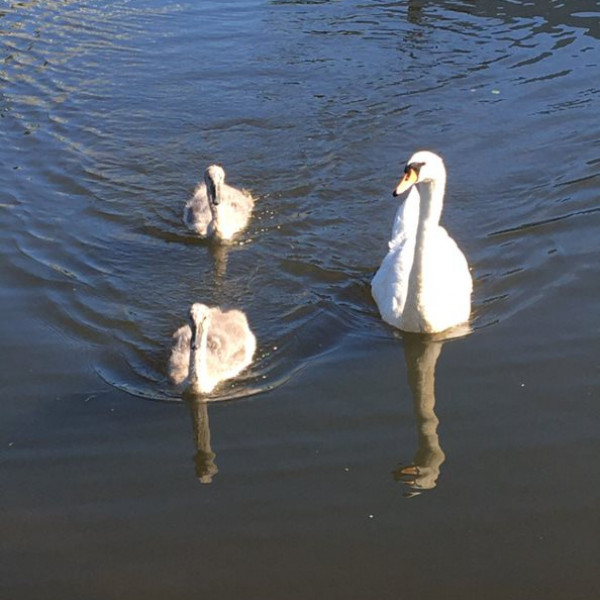 swan-and-signets